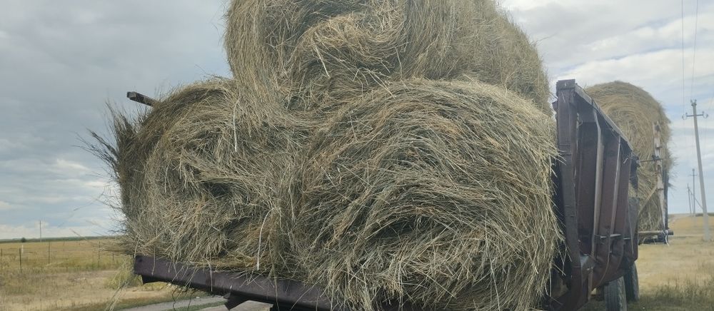 Сено продам сено