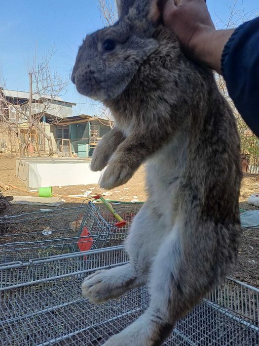 Подаются кролики