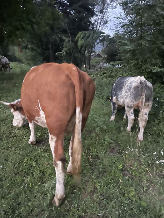 Vand vaca baltata romanesca