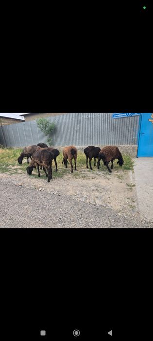 Қойлар сатылады қурбан айытқа дайын