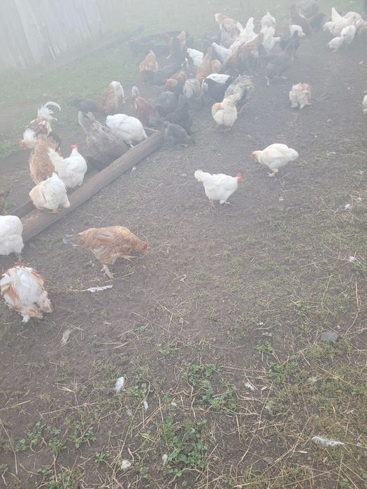 Продам курочек .