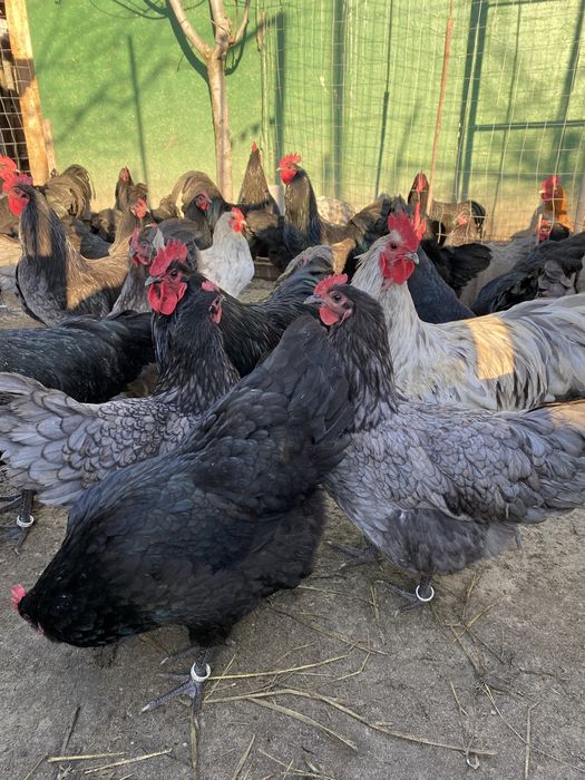 Oua gaina Australorp