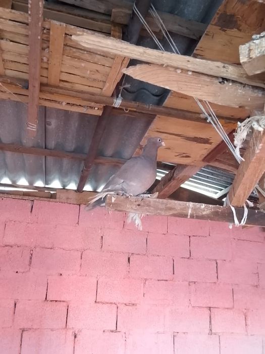 Голуби  домашние