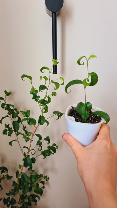 Суккуленты, Фикус