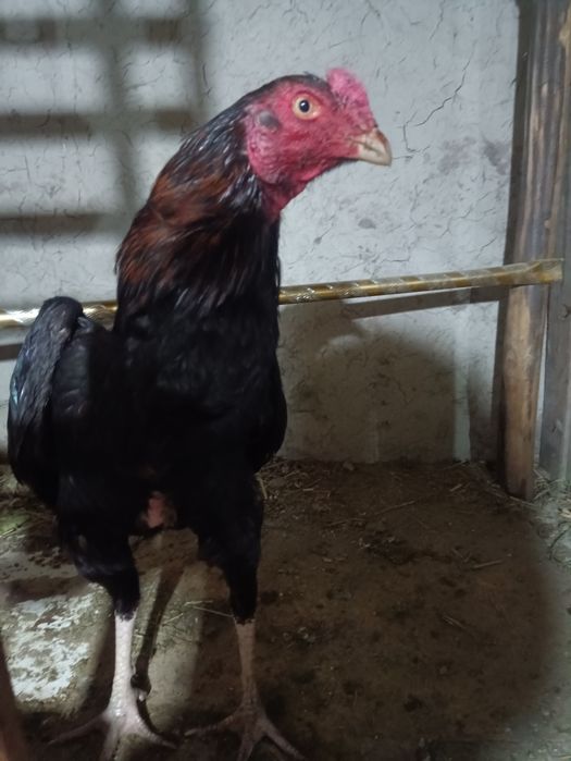 dakan xoʻroz sotiladi yo barter