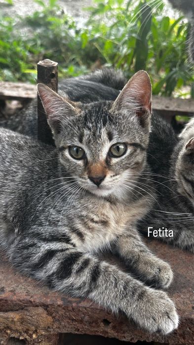 Pisici pentru adoptie