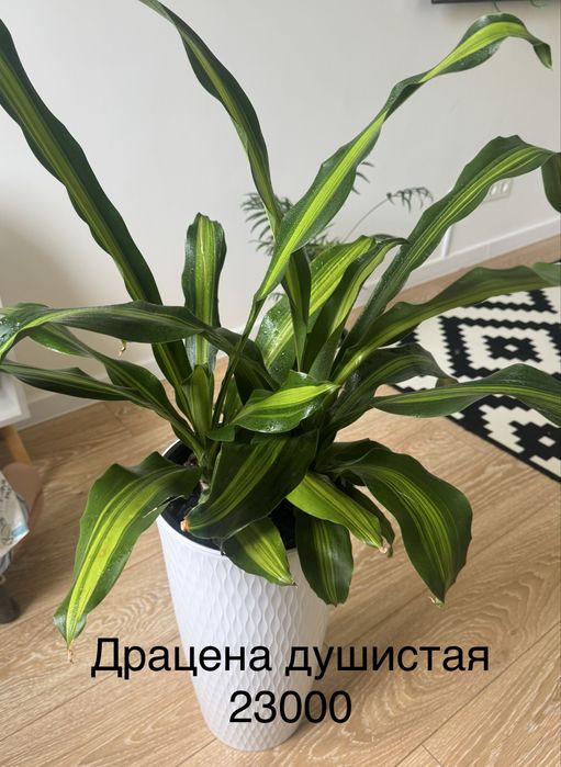 Комнатные цветы очень ухоженные