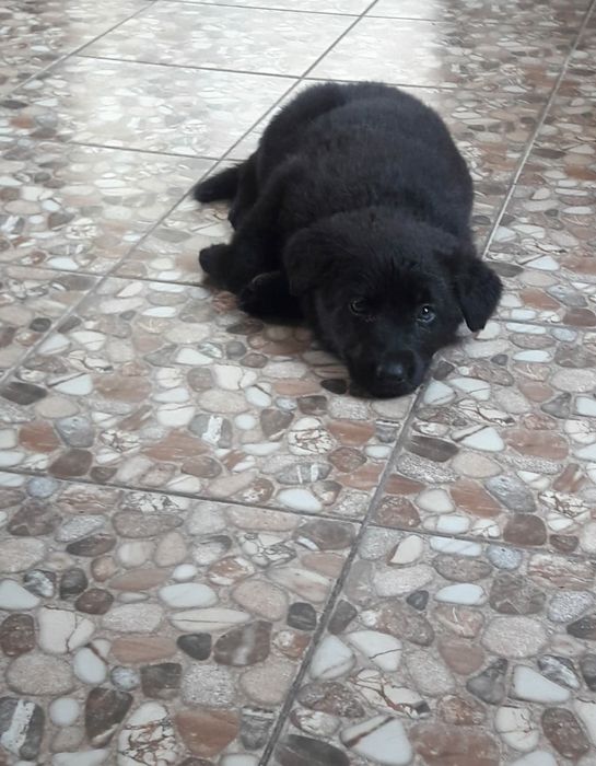 Кобель Вео вязка