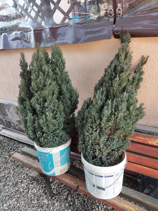Planta tuia gradina