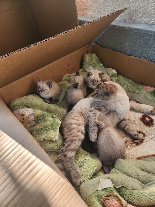 Котята сиамские 10000