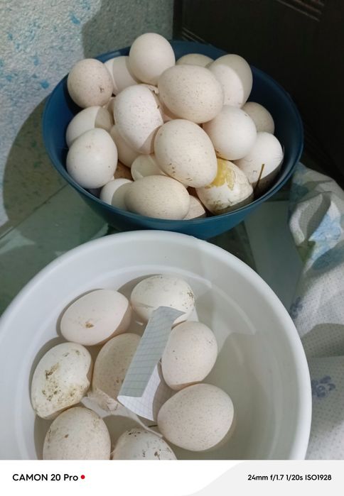 Продаются индюшиные яйца