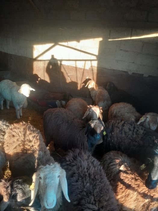 Продам в круг баран