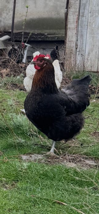 Яйцо Джерсийский гигант