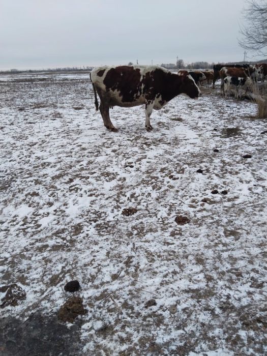 Продам Дойных коров