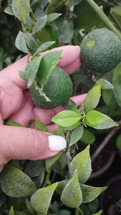 Лимоны, мандарины, апельсины с плодами цветущие