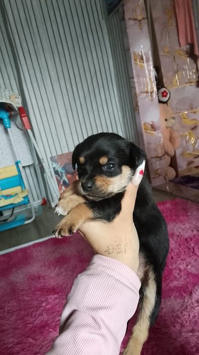 Мини Тойчики девочки