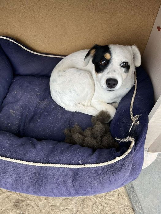 Подарява се женски "Джак ръсел" и мъжко "Западно сибирска лайка"
