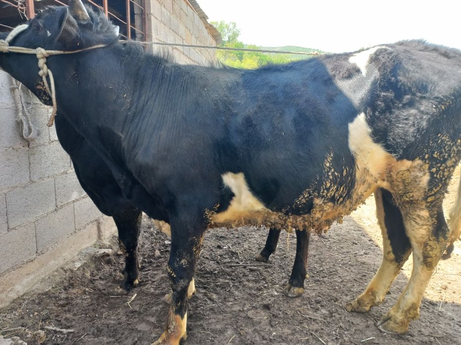 Срочно продам быка