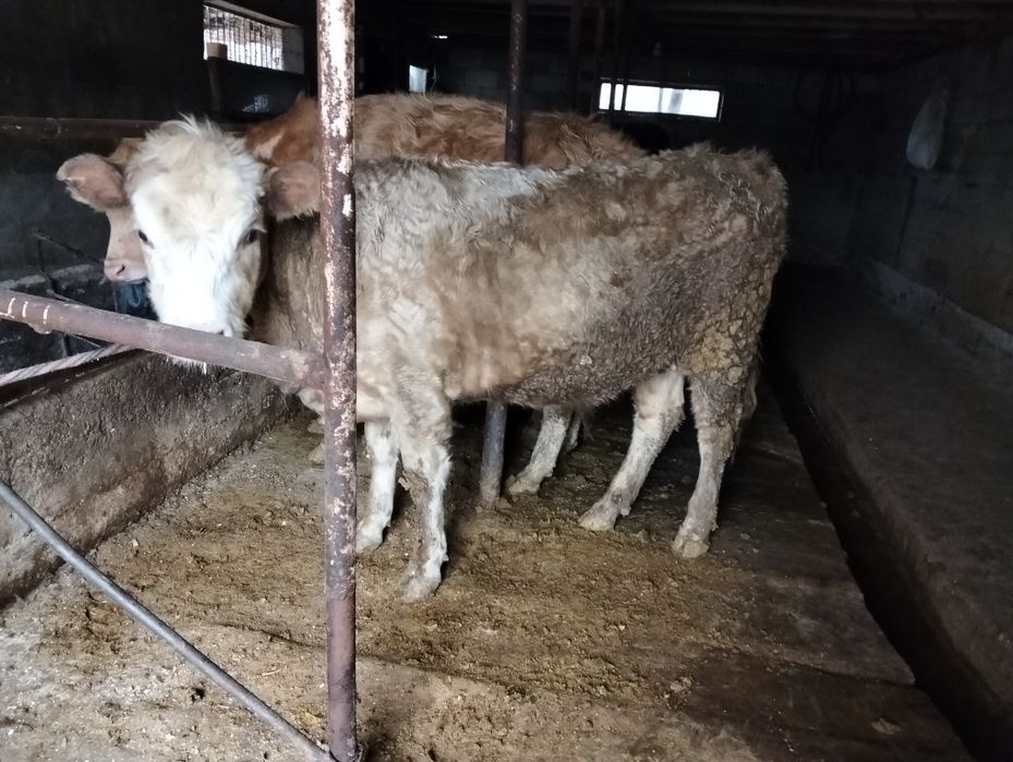 Телка 1 год аулеколь