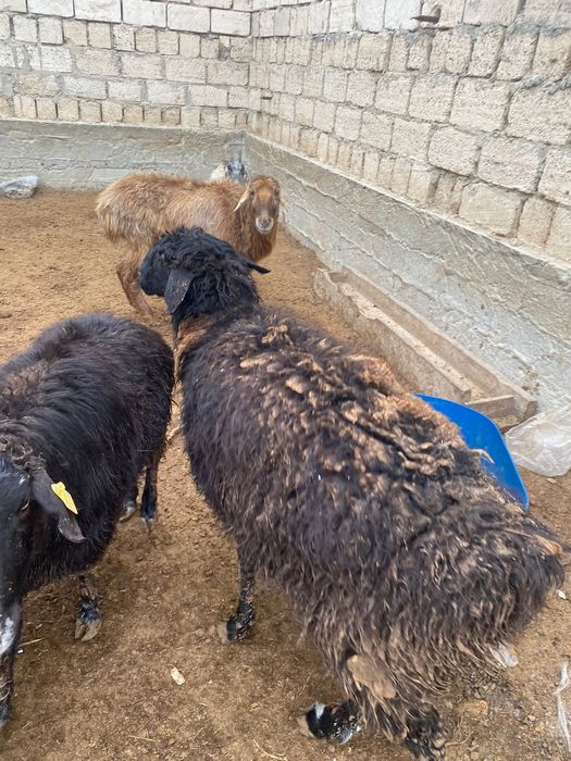 Тек қойлар сатылады