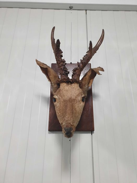 Трофей Сръндак, елен, сърна