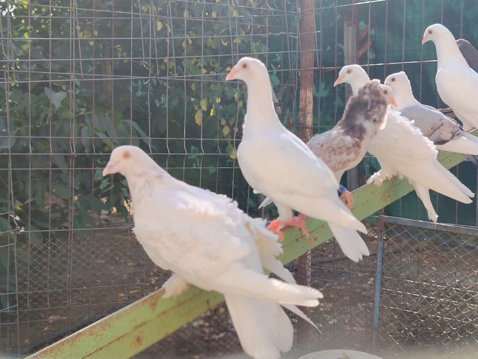 Desființez 12  porumbei creti maghiari pui și maturi
