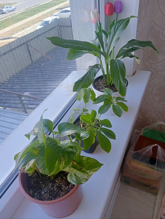 Комнатные цветы Женское счастье