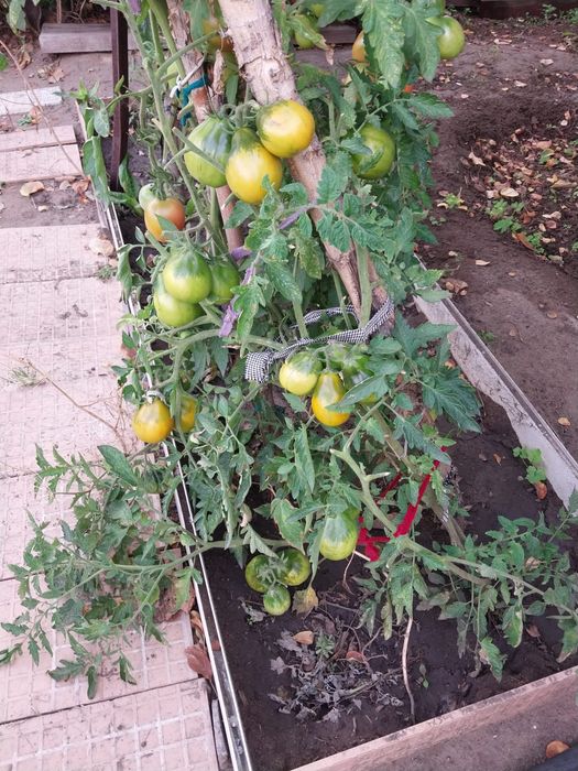 Продам рассаду помидоров