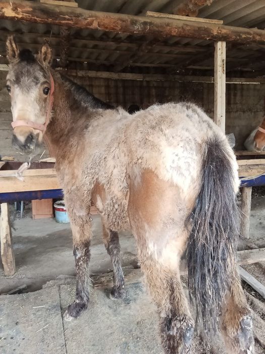 Тайлар  жем жеп тур