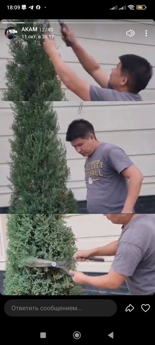 Обрезка деревьев и кустарников лечение сады вредных клещ