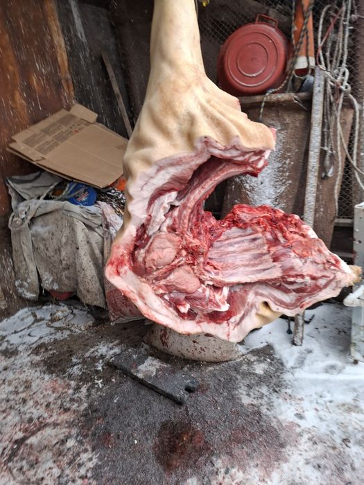 Продам домашние мясо свинины