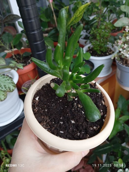 Продам комнатные растения