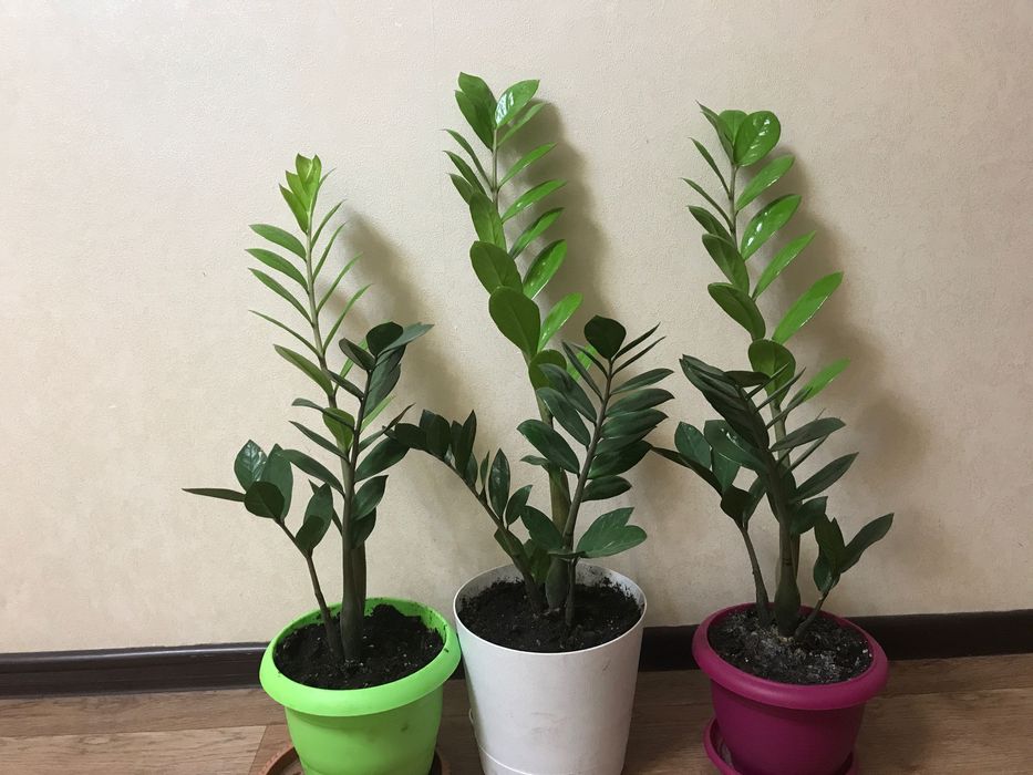 Продам Замиокулькас Долларовое Дерево