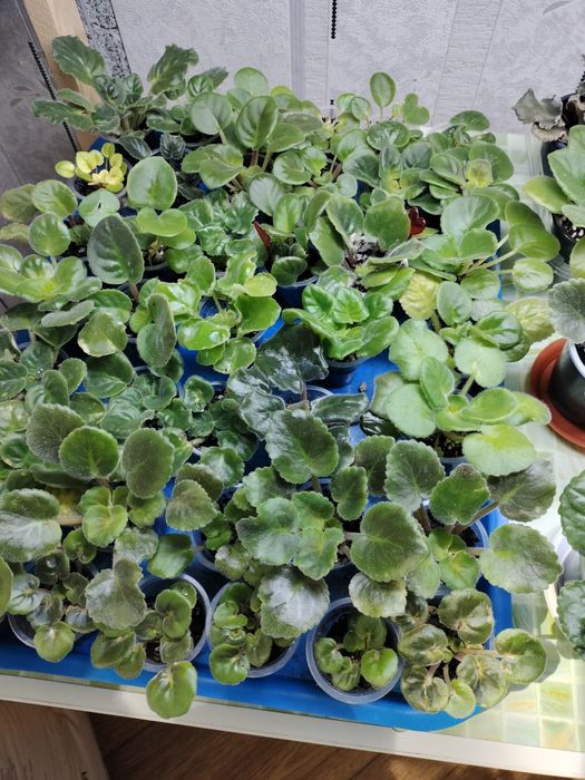 Продам детки сортовых фиалок