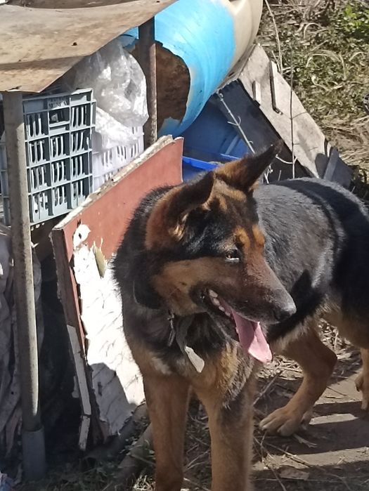 Собака в хорошие руки