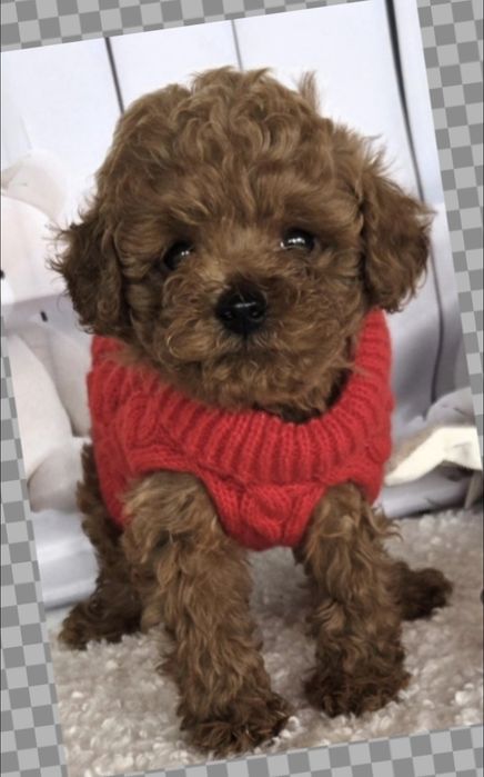 Пудел той /Poodle toy /с генетични  тестове на родословие