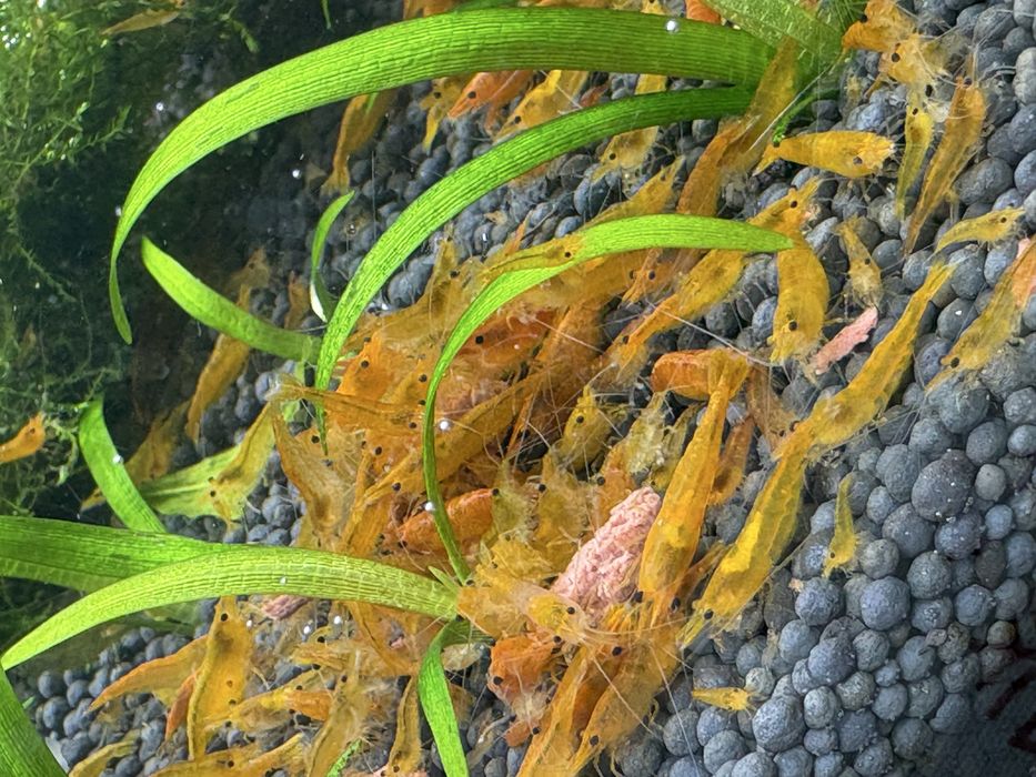 Продаются креветки