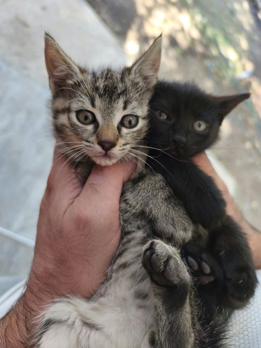 Подарявам котета