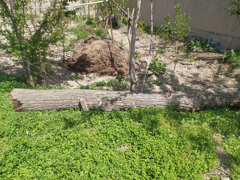 Yongoq daraxti tusinga