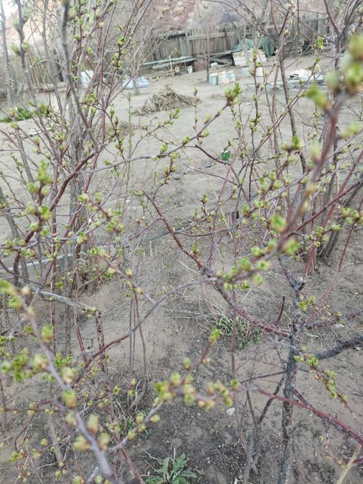 Продам Саженцы дачные