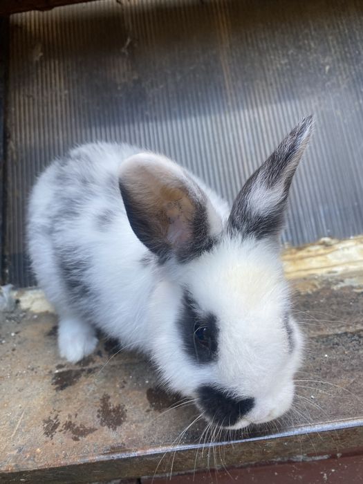 De vanzare pui de iepura pitic