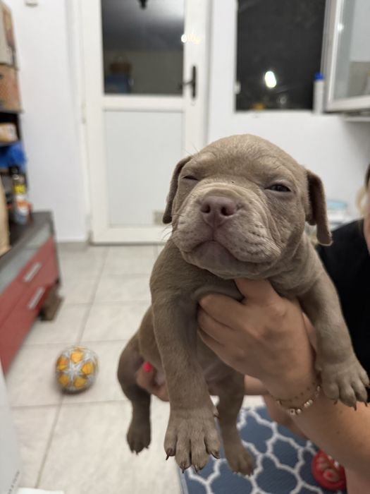 Pui American Bully