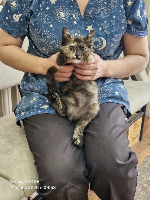 Котёнок, отдам даром