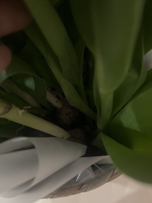 Тюльпаны с луковицами в карзине