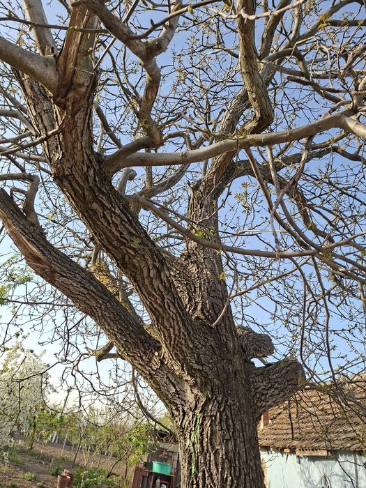 Vând nuc, trunchiul fără noduri