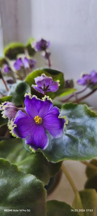 Продам махровую фиалку.