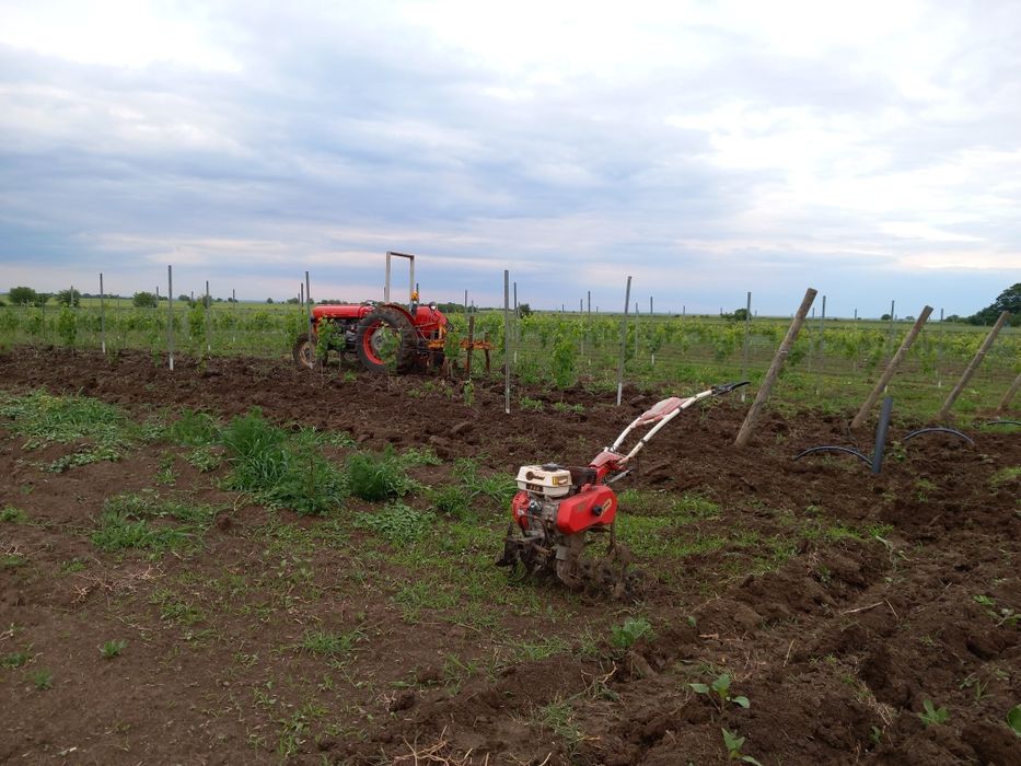 VIE ALTOI ITALIAN ,Tanara ,3 si 5 ani