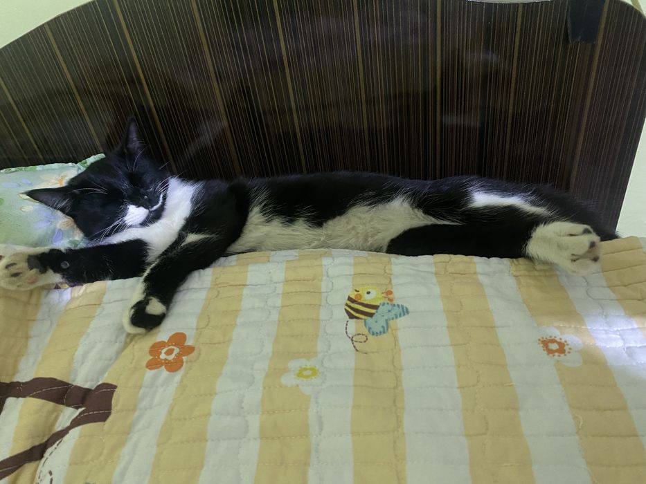 потерялась кошка, помогите найти