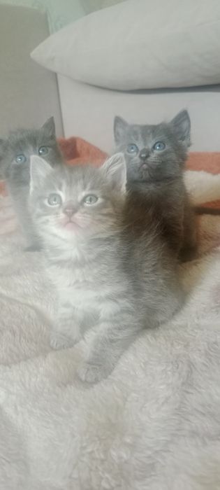 Отдам котят, в добрые руки