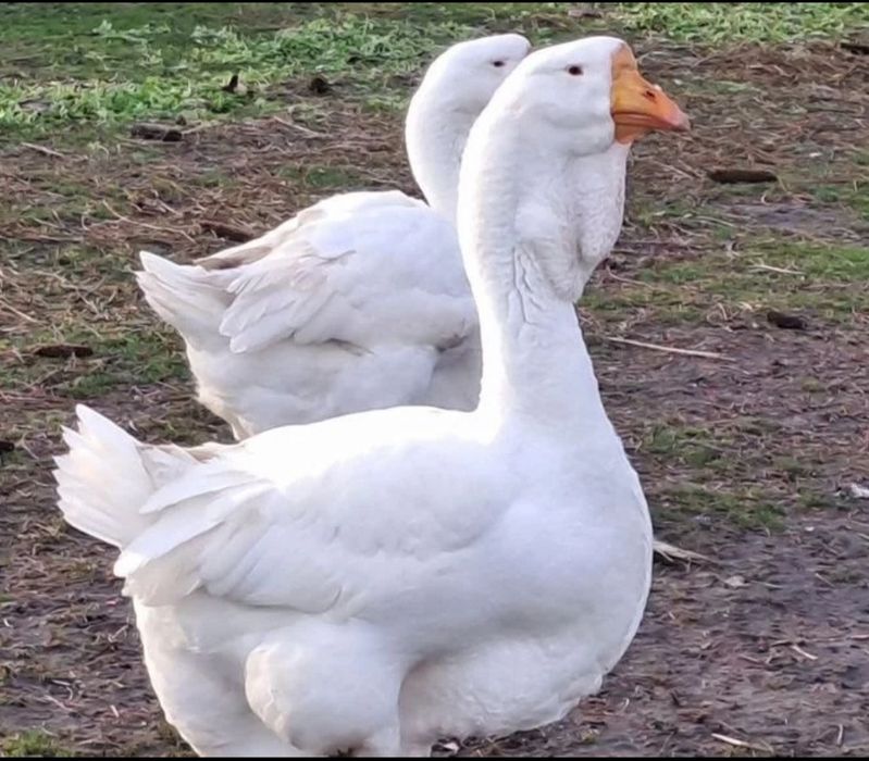 Бита еркак холмагор гоз сотилади